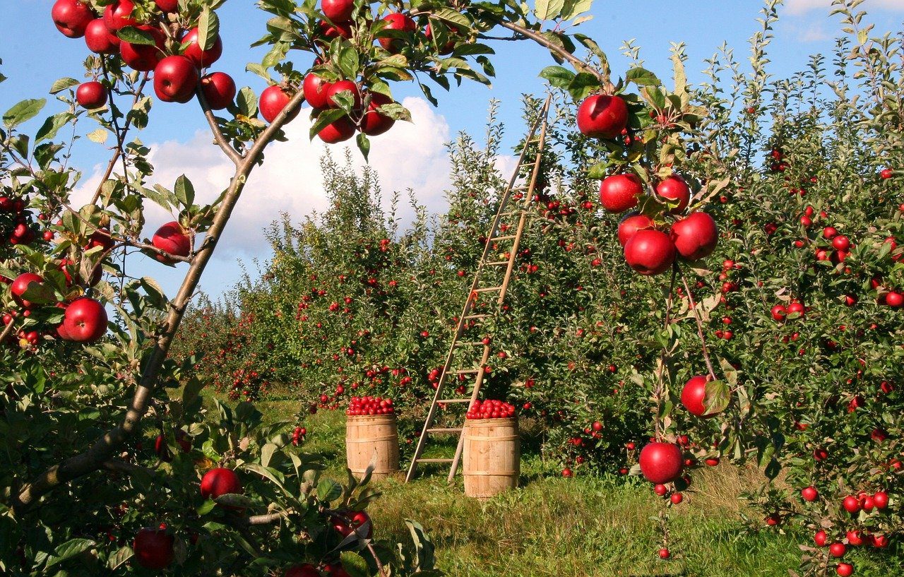 Farmers in the Netherlands are Growing More Food Using Less Resources