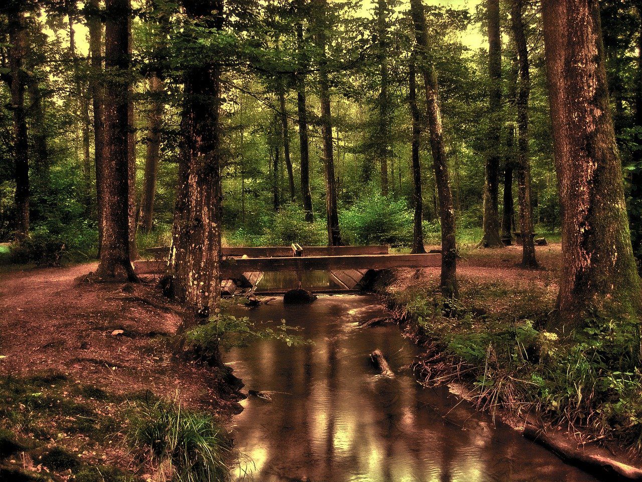 forêt, romantique, mystique-110900.jpg
