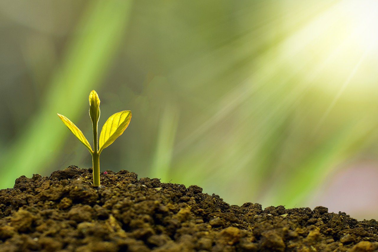 Plant trees!