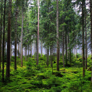 forêt écologique