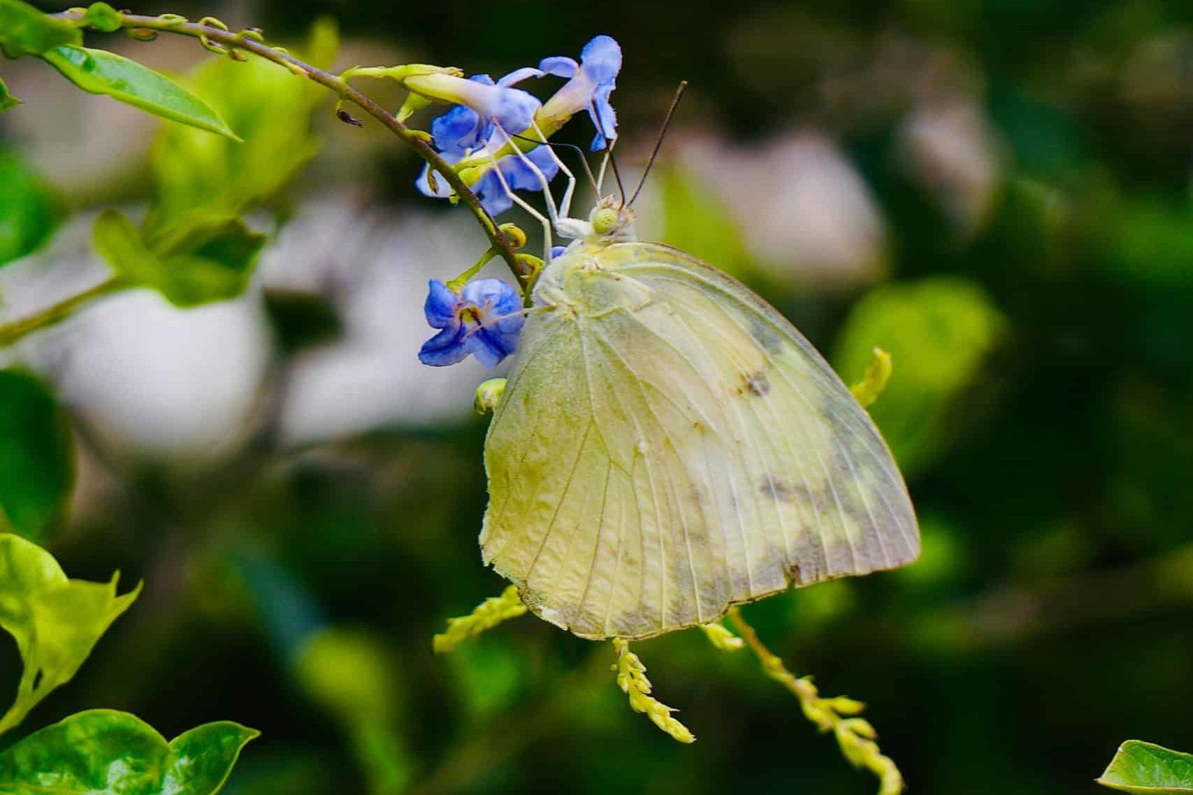 Papillon mon eco pote suisse