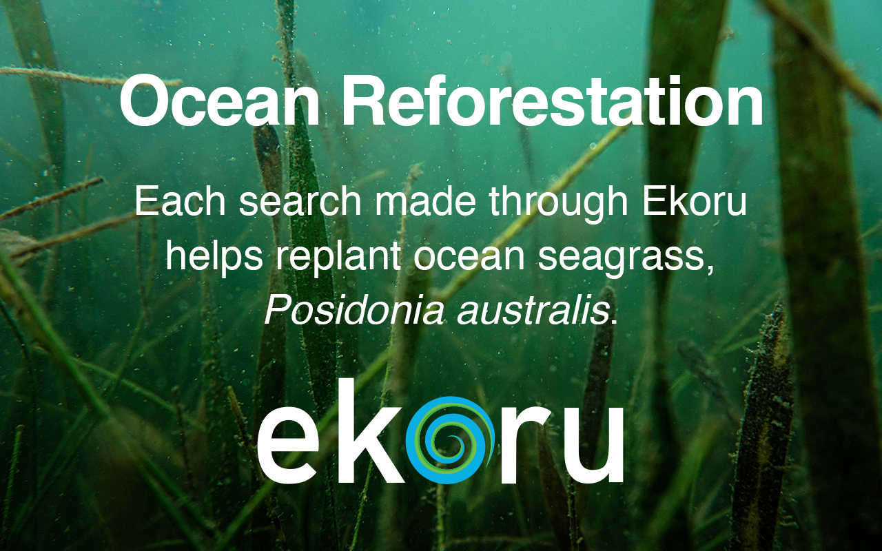 image ecoru une web pour nettoyer les oceans