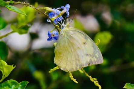 Papillon mon eco pote suisse